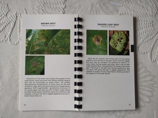 Manuales tabaco Flue-Cured y Burley