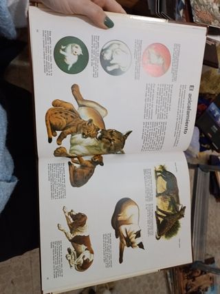 La vida de los carnívoros