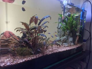 Acuario 60 litros.