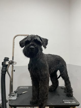 Servicio de peluquería canina y felina a domicilio