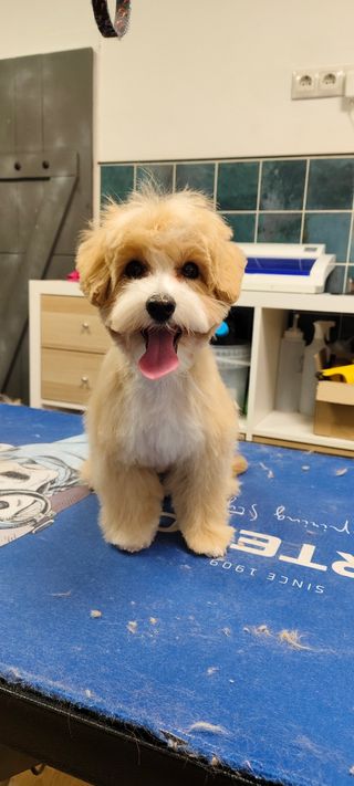 Servicio de peluquería canina y felina a domicilio