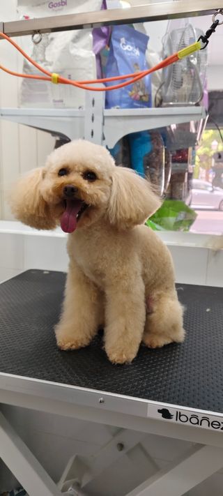 Servicio de peluquería canina y felina a domicilio