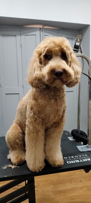 Servicio de peluquería canina y felina a domicilio