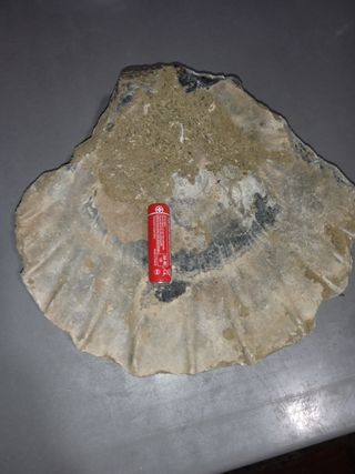 Fósil de concha gigante