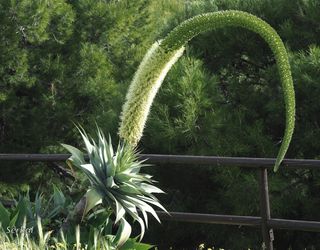 Semillas de Agave attenuata