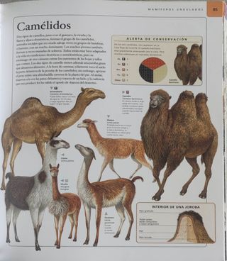 Libro animales
