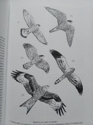 Diccionario de nombres vernáculos de aves