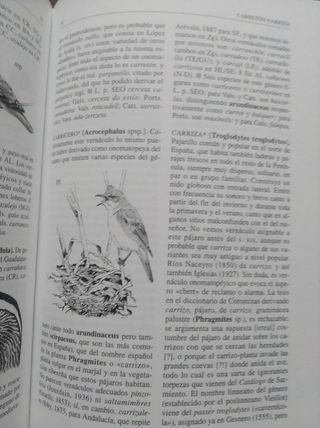 Diccionario de nombres vernáculos de aves