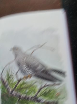 Diccionario de nombres vernáculos de aves