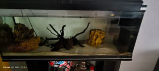 Acuario 100l + mueble