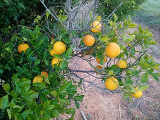 campo