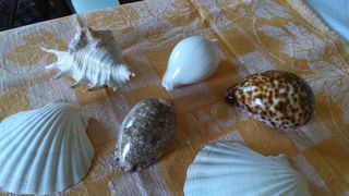 Conchiglie -  7 conchiglie