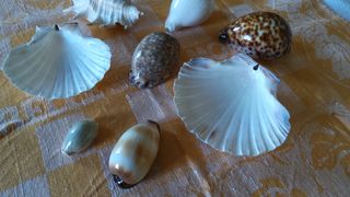 Conchiglie -  7 conchiglie