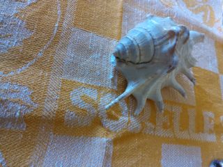 Conchiglie -  7 conchiglie