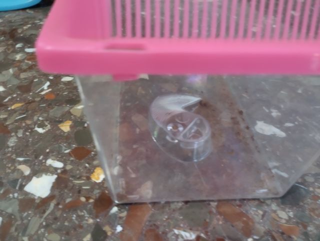 Pecera para peces o tortugas