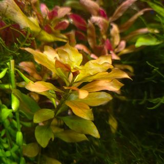 Sistema CO2 Caseiro p/ Aquários