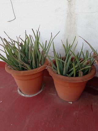 Aloe vera