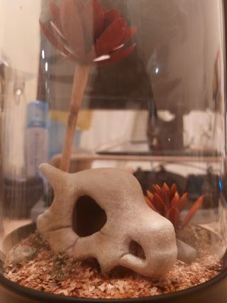 Cubone Diorama Autumn