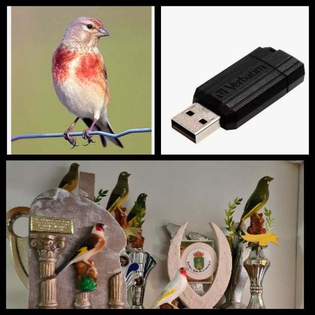 pardillo usb