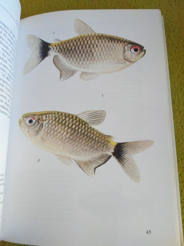 Peces de Acuario Libro