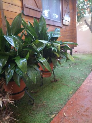 Macetas grande de pilistra