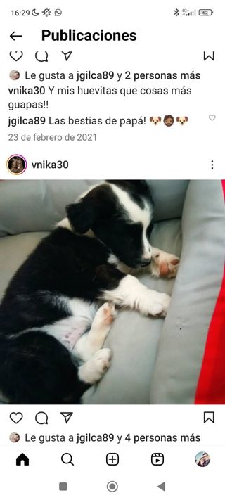 Adiestramiento canino a domicilio