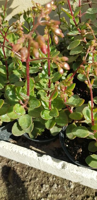 piante assortite costo 1.00 l'uno