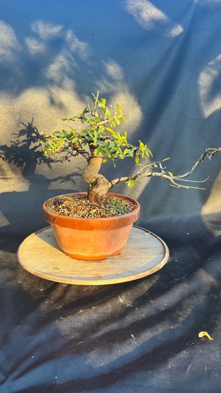 PRE BONSAI GRANADO NEJIKAN