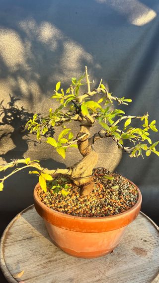 PRE BONSAI GRANADO NEJIKAN