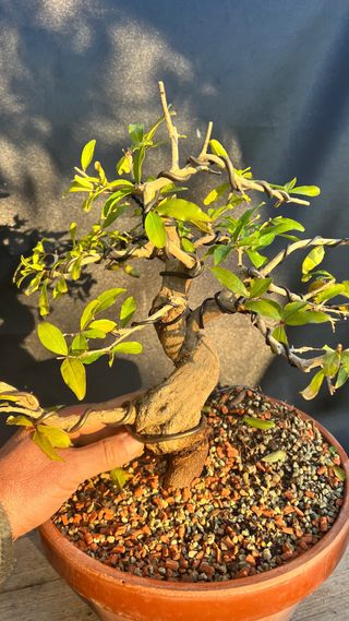 PRE BONSAI GRANADO NEJIKAN