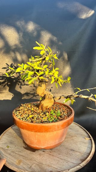 PRE BONSAI GRANADO NEJIKAN