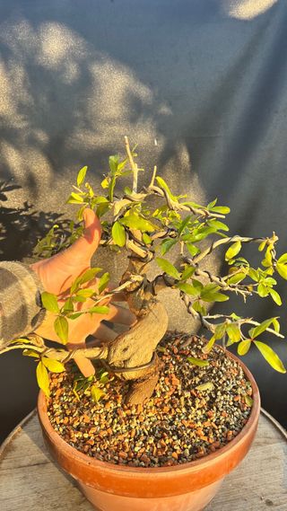 PRE BONSAI GRANADO NEJIKAN