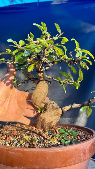 PRE BONSAI GRANADO NEJIKAN