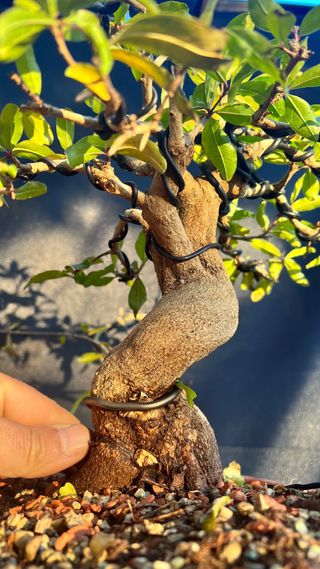 PRE BONSAI GRANADO NEJIKAN