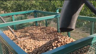 Recolector de fruto Elektronik