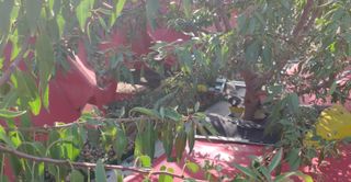 Recolector de fruto Elektronik