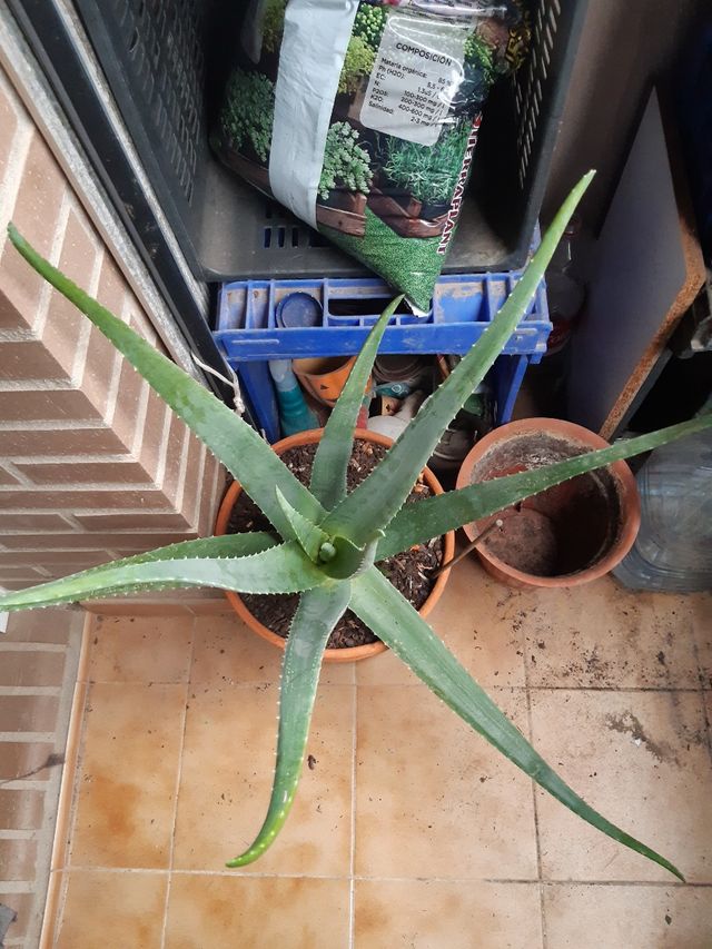 ALOE VERA PLANTA NUEVA