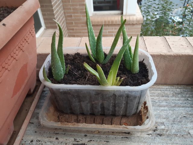 ALOE VERA PLANTA NUEVA