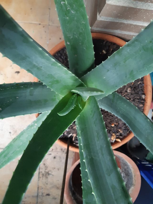 ALOE VERA PLANTA NUEVA