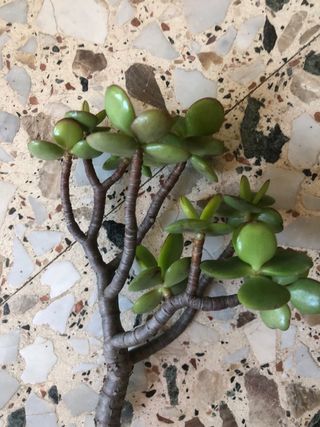 Esquejes Arbol del dinero/jade