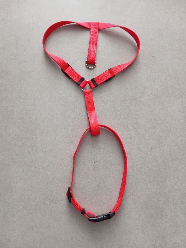 Correa de cuero con arnés rojo para perro.