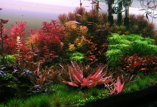 Flourish Excel antialgas