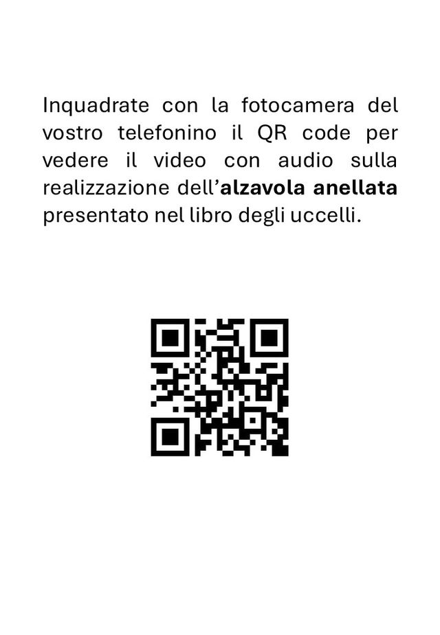 Tassidermia: imbalsamare una Alzavola ed 2023