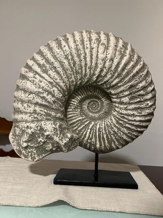 fosil decorativo