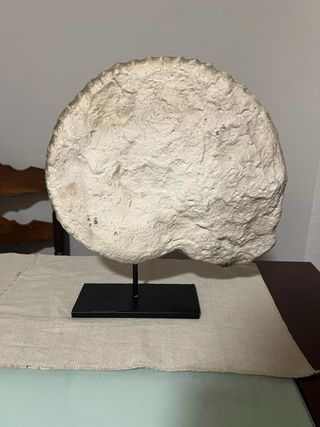 fosil decorativo