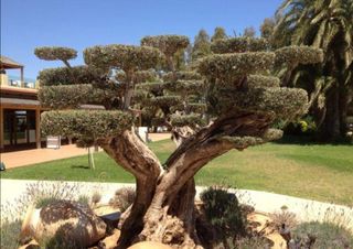 Jardinero economíco