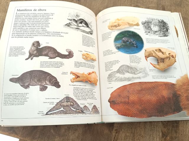 Enciclopedia 📖 visual seres vivos n°3