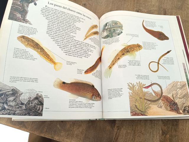 Enciclopedia 📖 visual seres vivos n°3