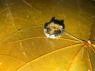 pendientes de aro de plata con huellitas