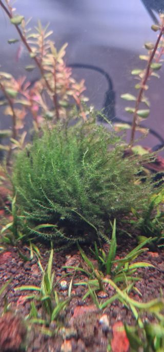 Porcion musgo de acuario Leptodictyum Riparium